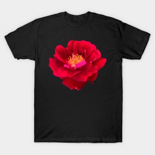 Red Flower Yellow Center Camellia T-Shirt